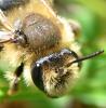 Andrena (livens-nigroolivacea)